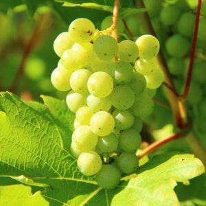 Closeup of green grapes on a vine in a sunny vineyard, perfect for wine-making themes.