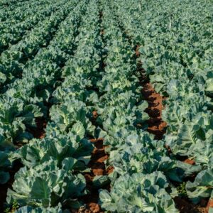 Expansive cabbage field thriving under daylight, showcasing vibrant agriculture and healthy crop growth.